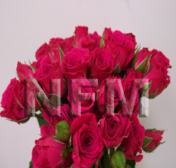 lovely lidia spray roses